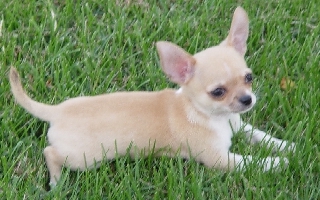 Sweetheart Is A Very Tiny & Cute
