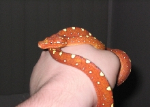 biak gtp
