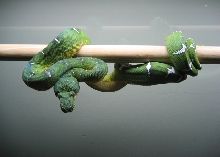 Emerald Female