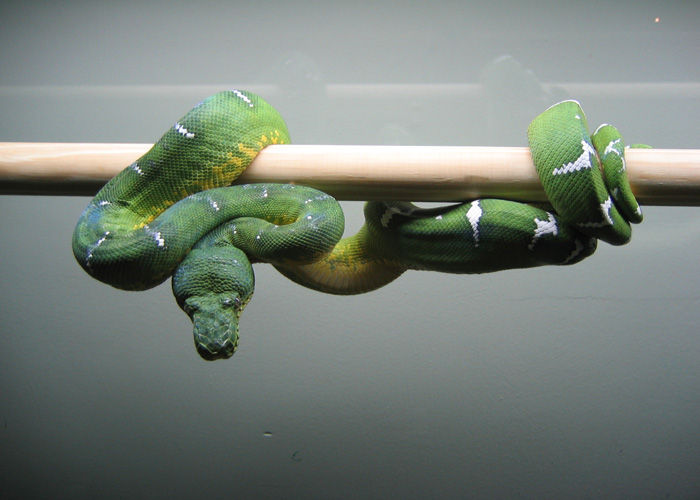 Emerald Female
