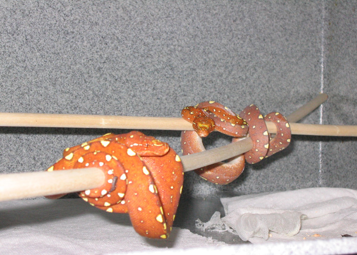 Biak GTP Pair!!!!