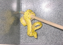 Biak Female GTP!