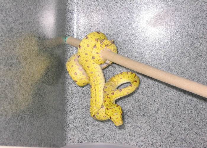 Biak Female GTP!