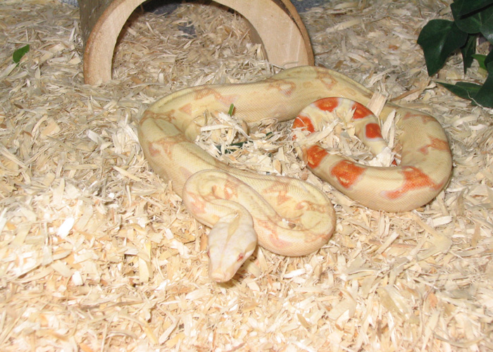 Albino Female!