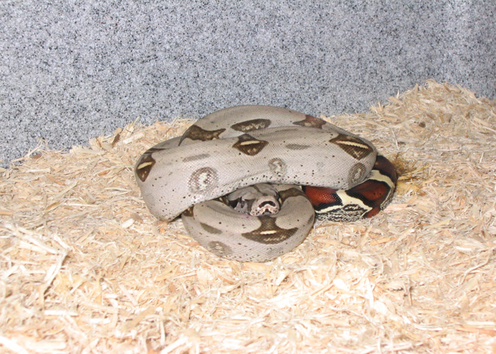Male Peruvian