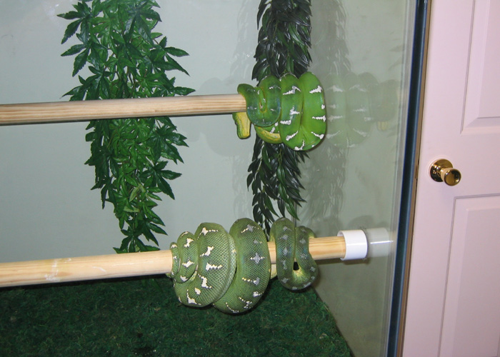 Emerald Tree Boa pair