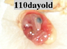 110dayoldrudi