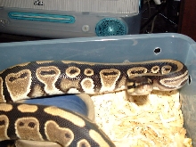 wannabe mohave/cinnamon
