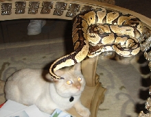 catpast