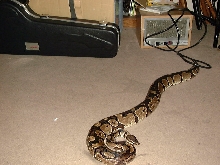 Huge female ball python