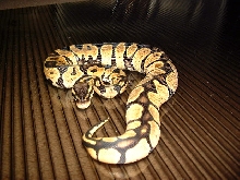 Lemon pastel female