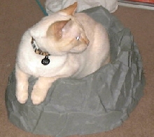 rusty bowl