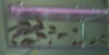 Midas Parrot Babies
