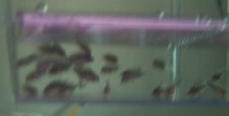 Midas Parrot Babies
