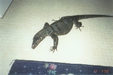 AnaGR1