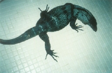 Anablue1