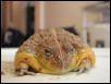 Pixie frog