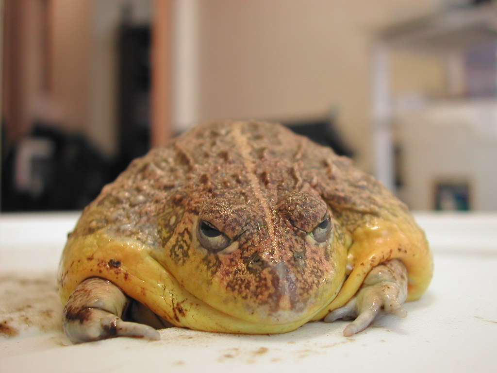 Pixie frog