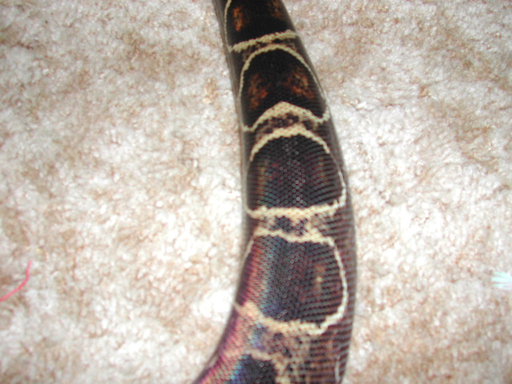 Valejo's tail