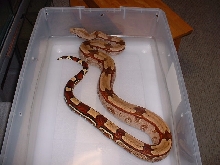 Holdback Parson's Guyana male 1