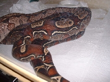 Purple Guyana Breeding
