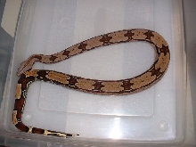 1 1/2 year old Suriname male