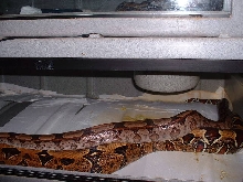 Golden Guyana Breeding 2014