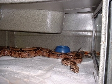 Red Sided Guyana BCC litter born