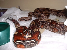 Parsons Purple Guyana babies