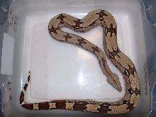 Young female Suriname