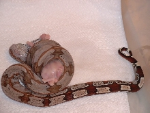Guyana - almost hypo het Parsons