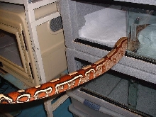 Holdback Parson's Guyana male 1