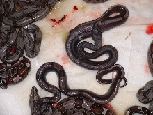 Purple Guyana Litter - Supers