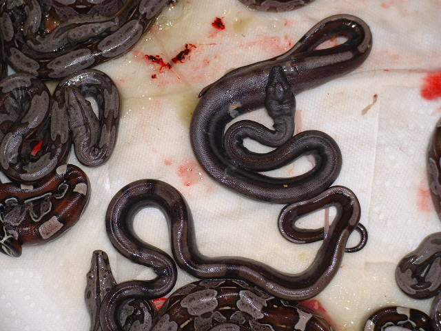 Purple Guyana Litter - Supers