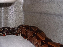Ovulating CSLT Guyana