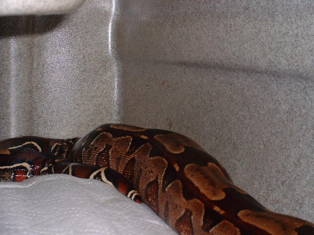 Ovulating CSLT Guyana