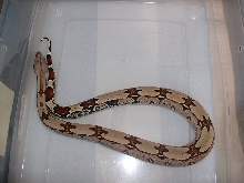 1 1/2 year old Suriname female