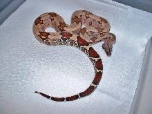 6 month old Suriname male