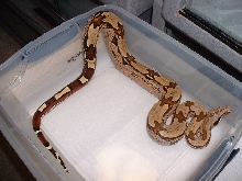 Young female Suriname