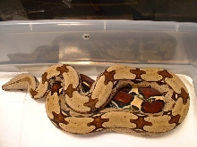 Nice Patterned Suriname