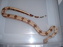 12 Month Old Surinam BCC