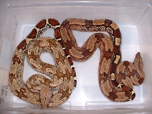 Older Comparison photo