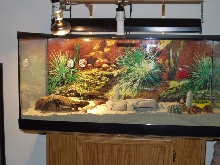 Wilson's tank