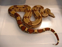Golden Guyana holdback