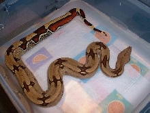 1.5 year old Suriname female