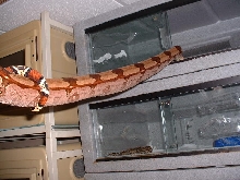 Holdback Parson's Guyana female 3