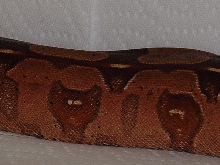 Red Guyana Boa