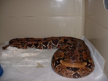 Golden Guyana II gravid