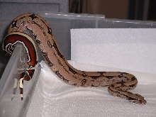 Pink-Purple Sided Surinam