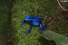 brian's azureus